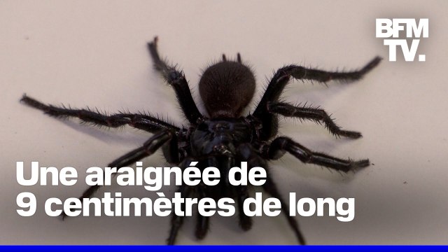 Une nouvelle espèce d'araignée géante découverte en Australie