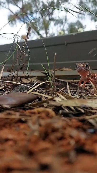 A little gecko friend says hello