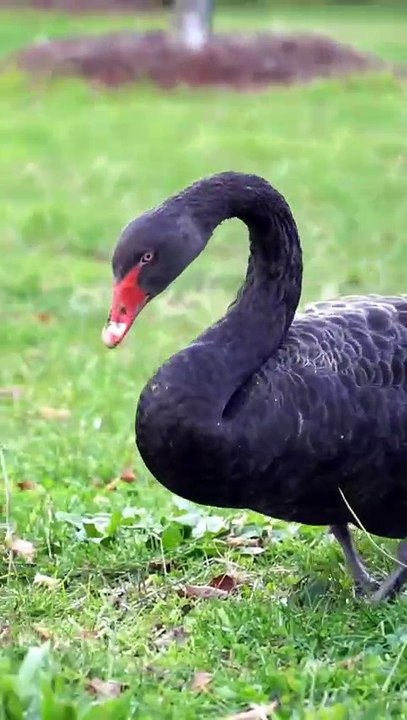 A black swan (Cygnus atratus) at Lake Wendouree, Ballarat.