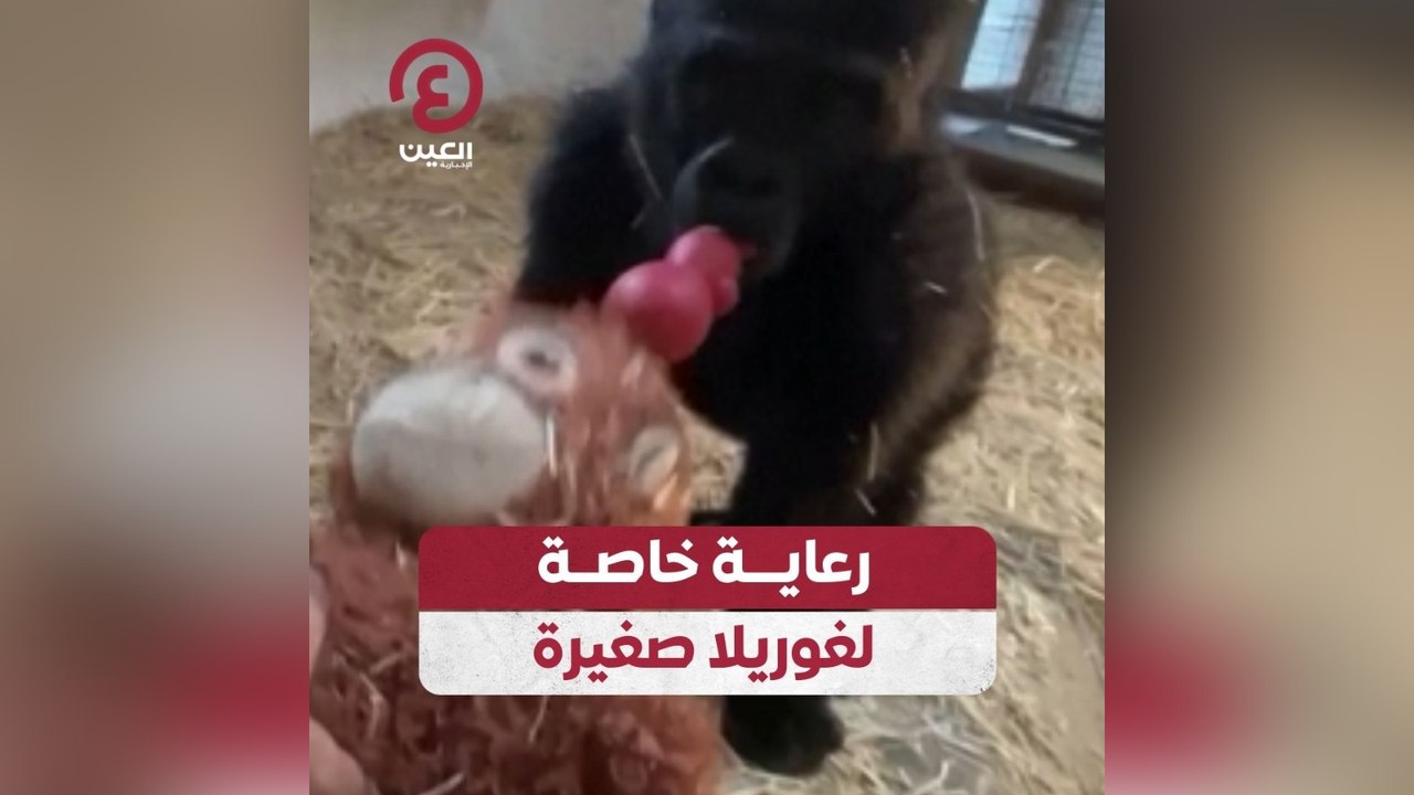 رعاية خاصة لغوريلا صغيرة