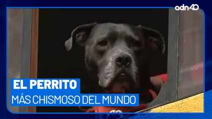 Conoce al perrito más chismoso del Mundo; por supuesto es mexicano