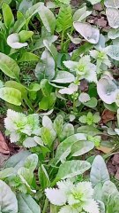 Grow vegetables at home