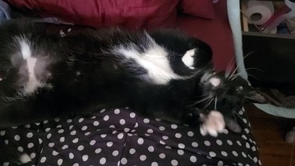 Kitty air biscuits