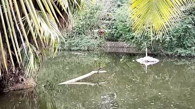 La Fiscalía Estatal remitirá a la FGR investigaciones tras el robo de tortugas del CUCosta