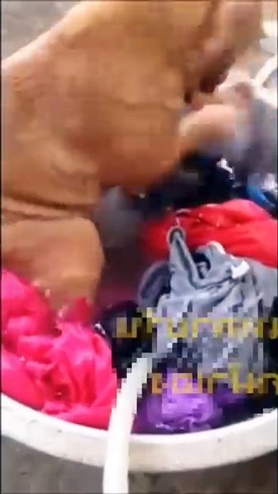 Obwohl er Wurst zu essen bekam, musste er einen ganzen Eimer Kleidung waschen.