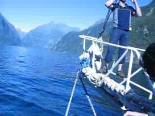 Des dauphins aux Milford Sounds