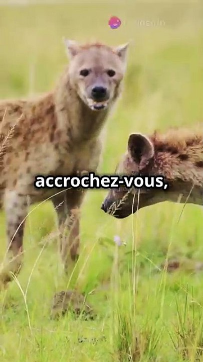 Les hyènes : Plus proches des chats que des chiens !