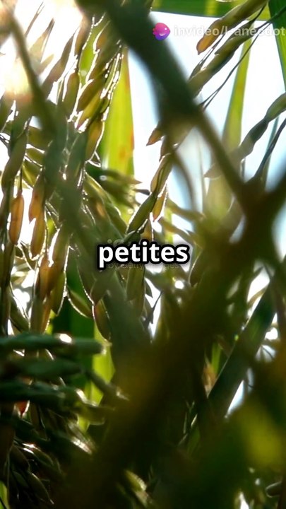 L’arum mange-mouche : La plante qui trompe les mouches