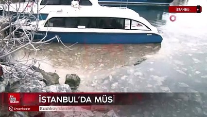 İstanbul Kadıköy’de deniz yüzeyinde müsilaj tehdidi