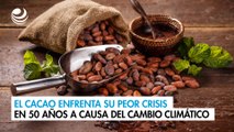 El cacao enfrenta su peor crisis en 50 años a causa del cambio climático