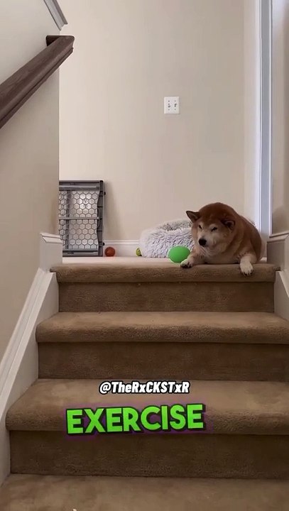 Very Funny Dogs 🐶😂😂