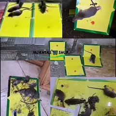 الحل الآمن للقضاء على الفئران والحشرات الضارة للأبد