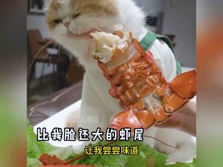kucing lucu makan