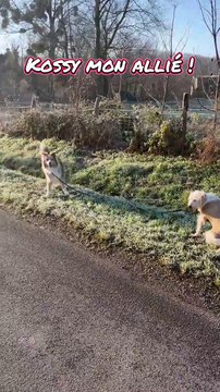 Utiliser les forces de ses chiens pour mieux gérer les promenades 🐾