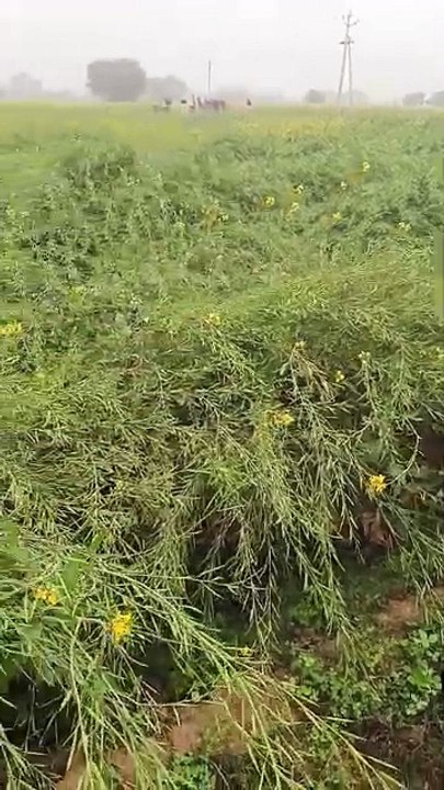 मावठ से किसानों के चेहरे खिले, शीतलहर से बड़ी ठ...