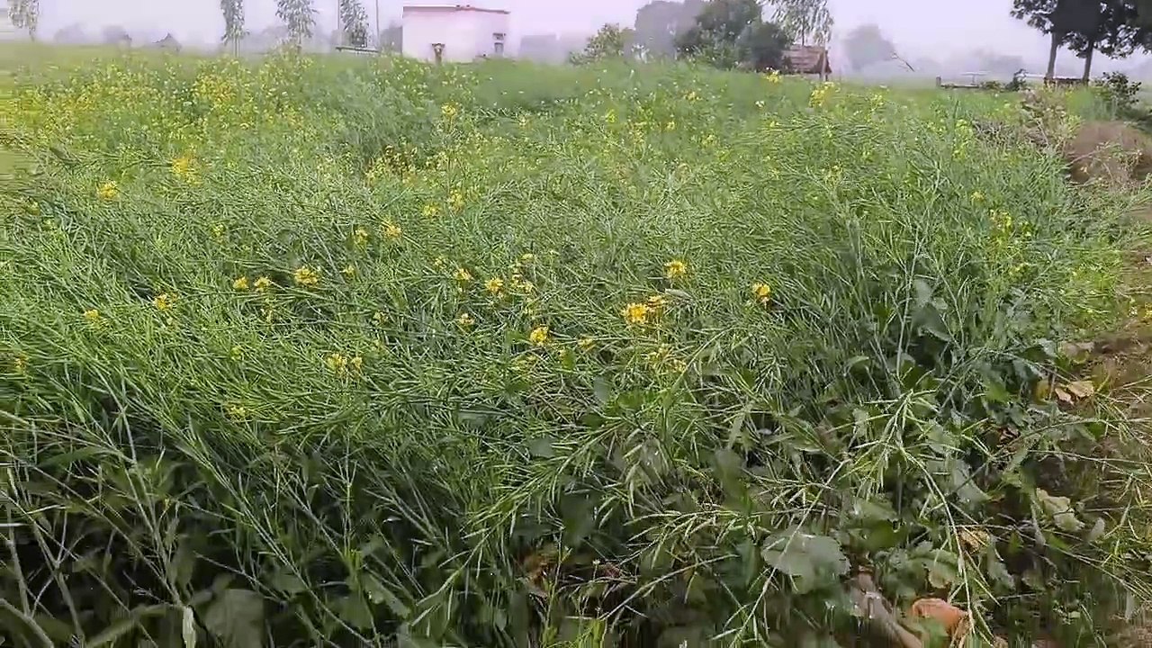 मावठ से किसानों के चेहरे खिले, शीतलहर से बड़ी ठ...