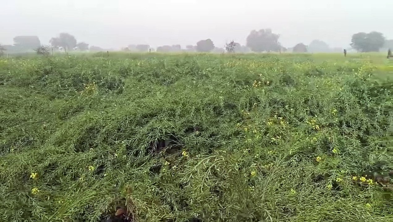 मावठ से किसानों के चेहरे खिले, शीतलहर से बड़ी ठ...