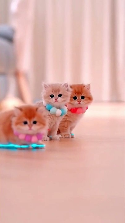 Cats Compilation.