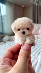 The Most realistic robot puppy