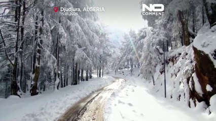 الزائر الأبيض يزين جبال جرجرة في الجزائر