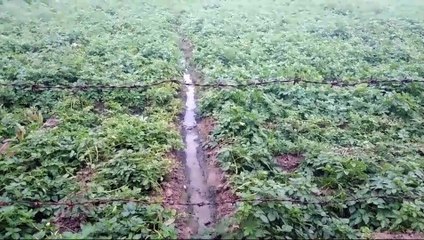 फर्रुखाबाद - बारिश से फसलों में भारी नुकसान की आशंका,किसान परेशान