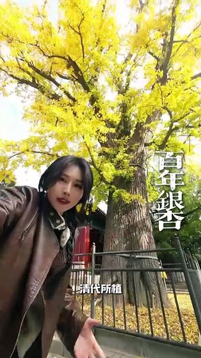 Exhibition of 2024 ISVC Outstanding Works《Why Is Mountain Tai Not The Tallest, Yet It Is Known As The Top of The Five Mountains》