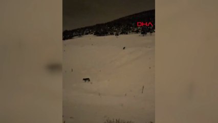 'Kral', bu kez çobanı kurtların saldırısından kurtardı