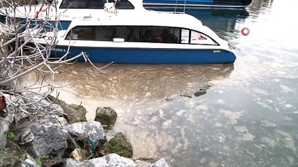 Kadıköy’de korkutan görüntü: Deniz yüzeyinde müsilaj tehdidi!