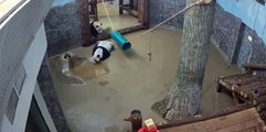 Des pandas peureux mais trop drôles