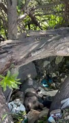 3_Short story episode 21 😍#cat #animals #vet #doctor #drrami #helpanimals #fyp #foryou #birziet