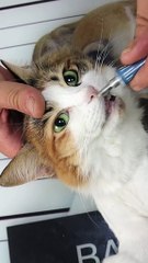 10_See the beauty of the eyes 😵    #cat #catlover #catinstagram #catlove #catsofinstagram #cats #catclub #pets