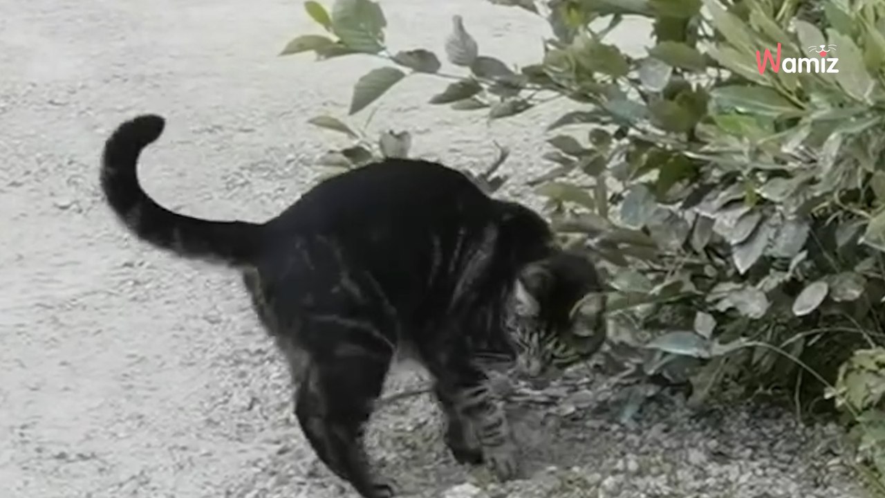 Le chien fait ses besoins pendant la balade : ce chat s'empresse de lui faire passer un message (vidéo)