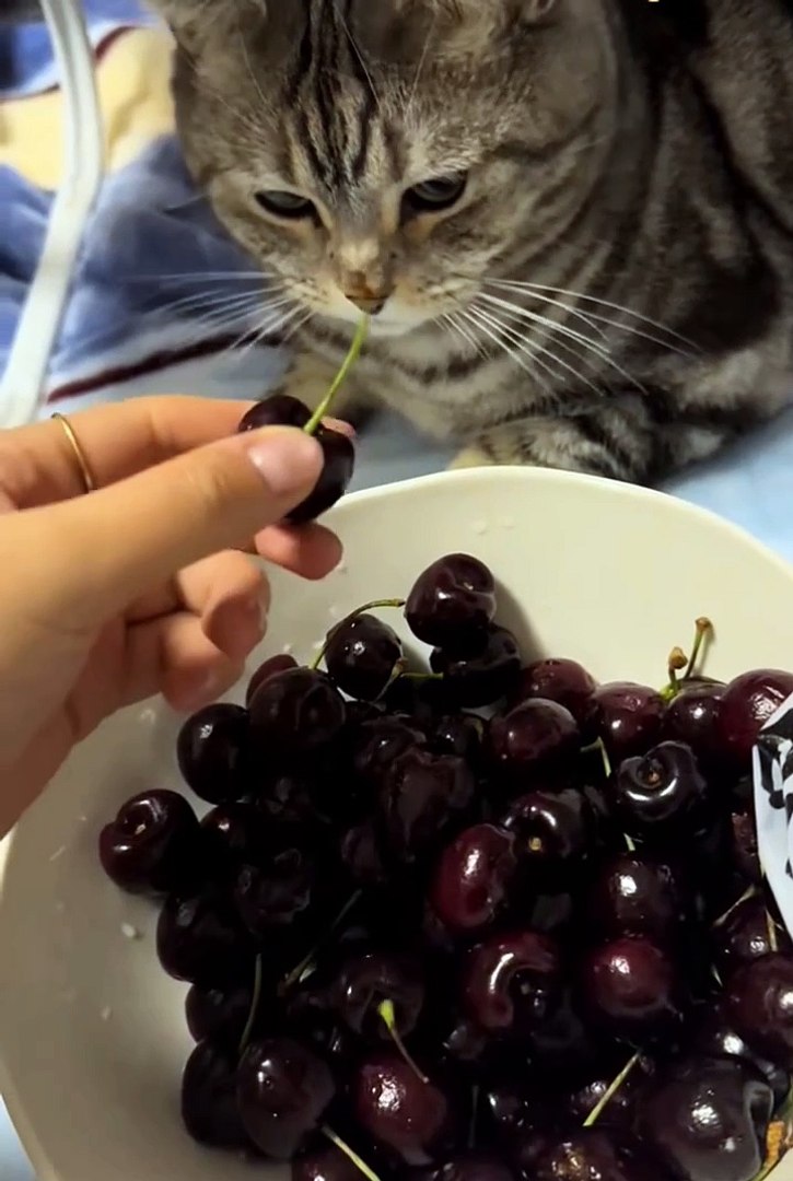 Funny cute animals 2025 😂🐱 #cute animals #funny #cat #animal