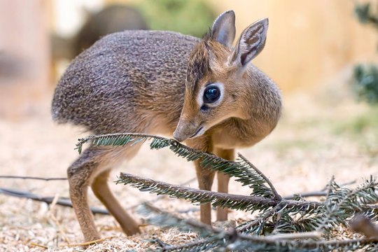 Erstmals Nachwuchs bei kleinen Antilopen in Schönbrunn