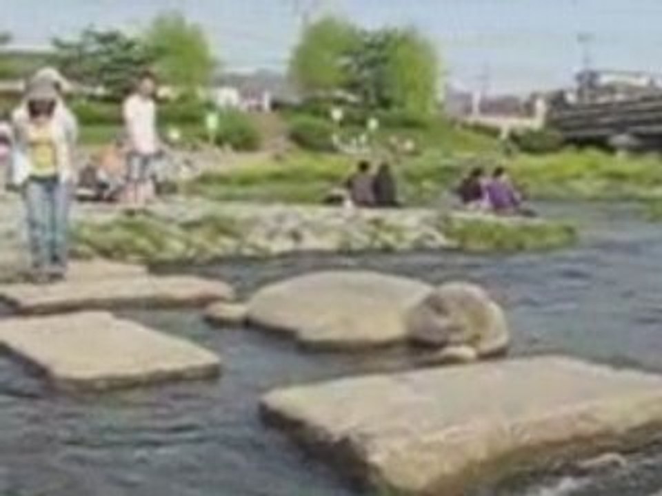 29 avril 2008 JAPAN KYOTO KAMOGAWA"riviere aux canards"