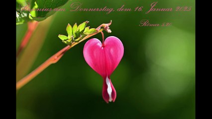 Rosenius am Donnerstag, dem 16. Januar 2025, zu Römer 5,20