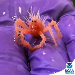 Este es el cangrejo más pequeño del mundo