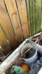 Deck Wash Cleaning Services | Icon Clean | Auckland Cleaners