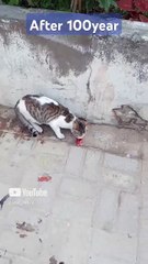 __After100years 2125 we don't live__ #motivation #cat #lover #inspiration #star_14672