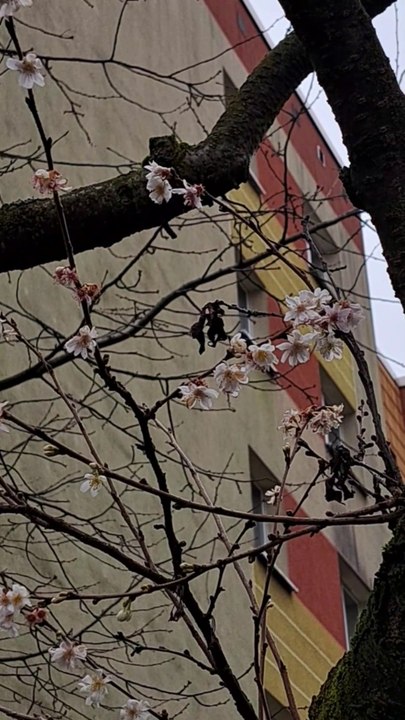 Frühling mitten im Januar