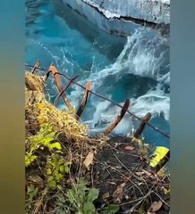 Funny cute animals 2025 😂🐱 #cute animals #funny #cat #animal