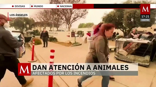 Asociaciones trabajan para rescatar a animales afectados por los incendios en Los Ángeles