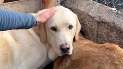 Gerardo y Narciso, dos almas rotas que necesitan un hogar urgente para volver a confiar en los humanos