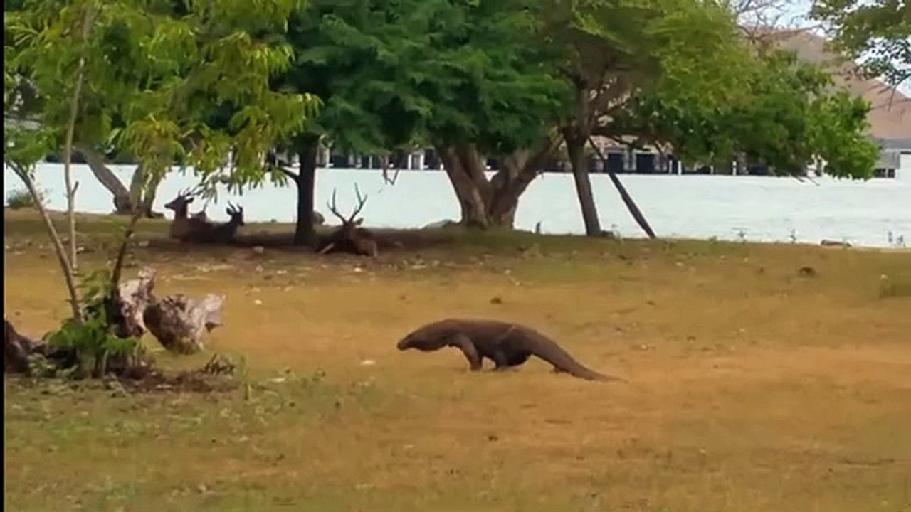 Comodo dragon chasing deer very fast