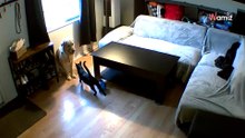 Hund und Katze allein daheim: Überwachungsvideo lässt uns sprachlos zurück!