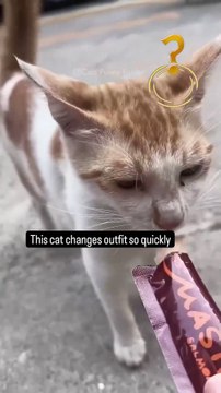 #1 Funny Cat videos 🐱🐱 #meowing #memes