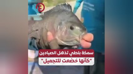 سمكة بلطي تذهل الصيادين "كأنها خضعت للتجميل"