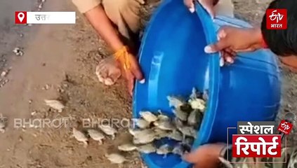 चंबल में घड़ियालों का बढ़ता कुनबा, संकटग्रस्त जलीय जीवों के लिए जीवनदायिनी बनती नदी की कहानी