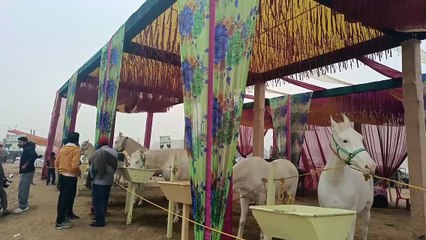 ਸ਼ੀ ਮੁਕਤਸਰ ਸਾਹਿਬ ਦੇ ਨਜ਼ਦੀਕੀ ਮੰਡੀ ਲੰਬੀ ਵਿਚ ਲੱਗੀ ਹੈ ਘੋੜ ਮੰਡੀ