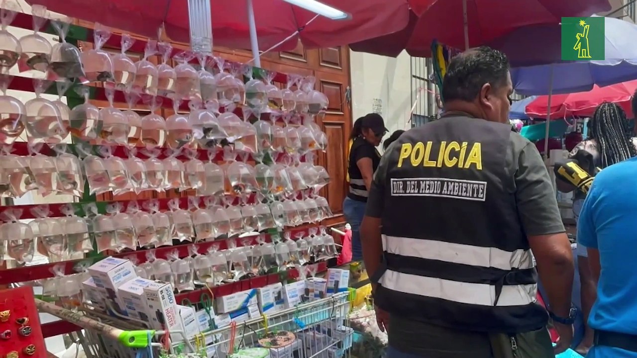 Autoridades rescatan más de 160 tortugas taricayas del tráfico ilegal en Lima